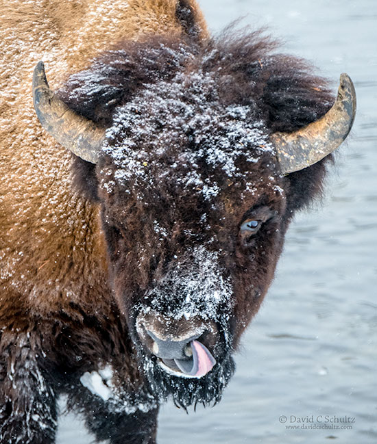 Bison during our winter in Yellowstone photography tour