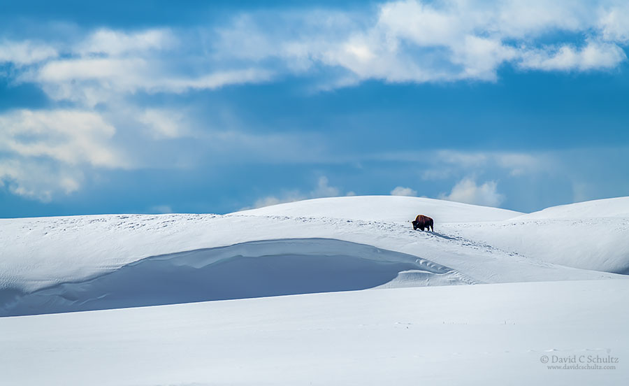 Lone bison in Hayden during my Winter Willife in Yellowstone photo tour.