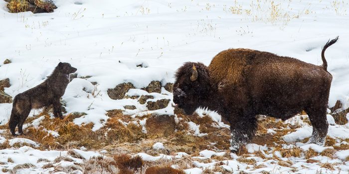 Wolf and bison encounter during my Winter in Yellowstone photo tour.