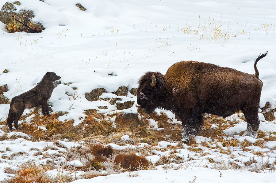 Wolf and bison encounter during my Winter in Yellowstone photo tour.