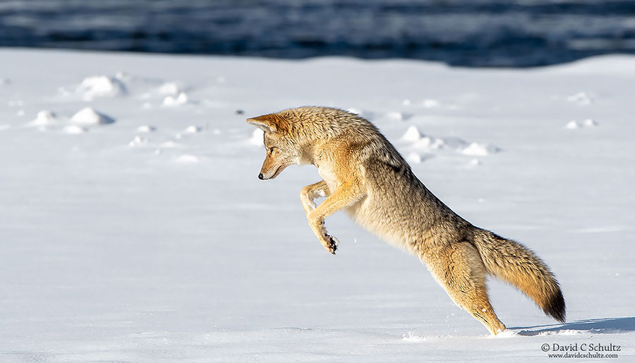 One of many coyote photography opportunities captured during the Yellowstone Park winter tour.