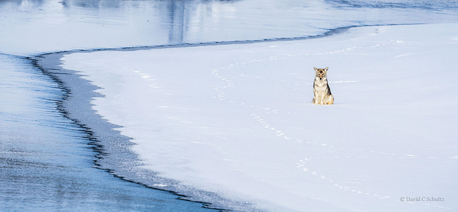 A lone coyote sitting on the frozen Yellowstone River.