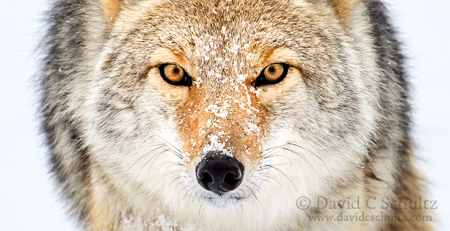 Close-up of coyote during our Winter wildlife photography tour 