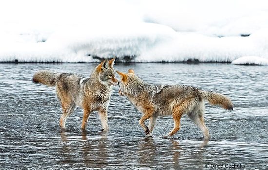 Coyotes greeting each other in the Madison River, Yellowstone National Park, WY