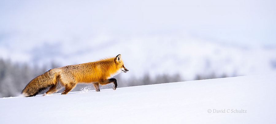 Red fox walking across the frozen wind swept snow of Hayden Valley in Yellowstone.