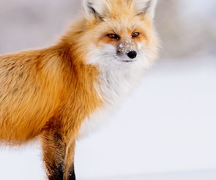 Red fox seen during my winter wildlife in Yellowstone photography tour.
