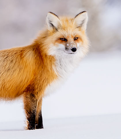 Red fox seen during my winter wildlife in Yellowstone photography tour.