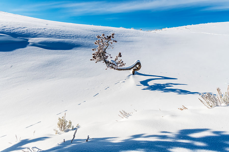 Twisted tree and ermin tracks in Hayden Valley during the winter in Yellowstone National Park photo lesson.