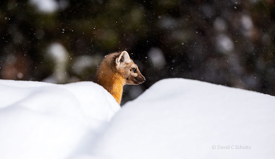 Pine marten in snow drift during winter in Yellowstone National Park.