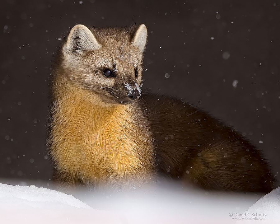 Pine marten seen during one of my Winter wildlife photo tours in Yellowstone.