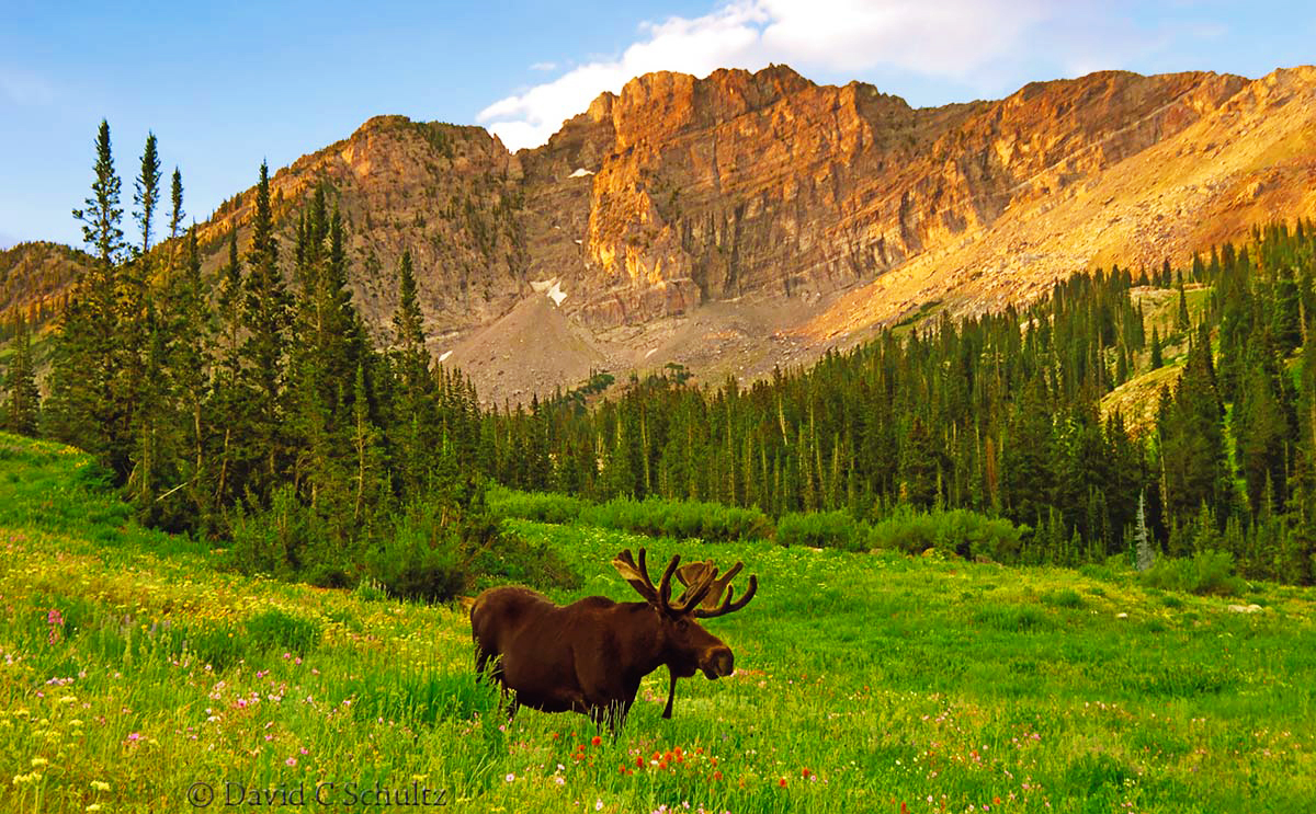 Wasatch wildlife and wildflower photography tour with bull moose.
