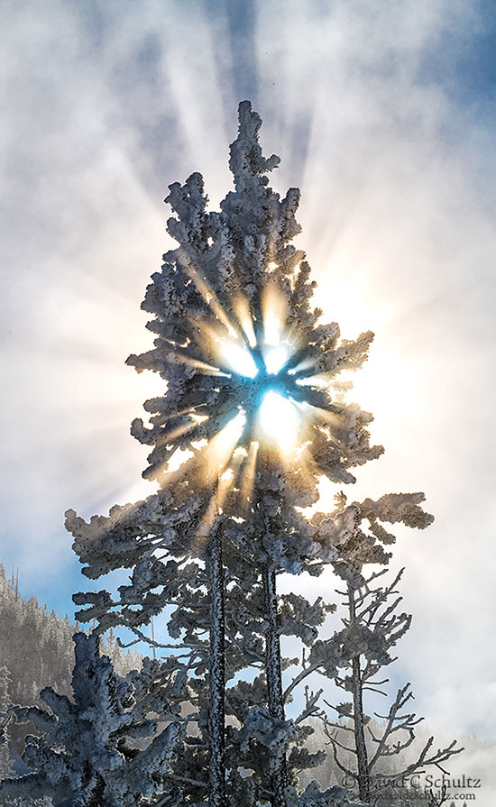 Sun beam breaking through frost covered trees in Yellowstone.