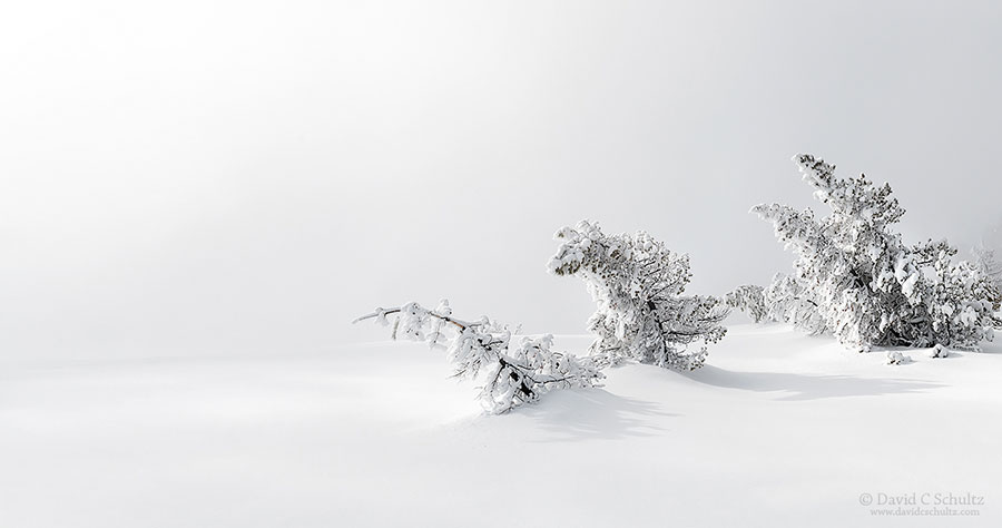 Heavily frost coated trees at Midway Geyser Basin in Yellowstone National Park.